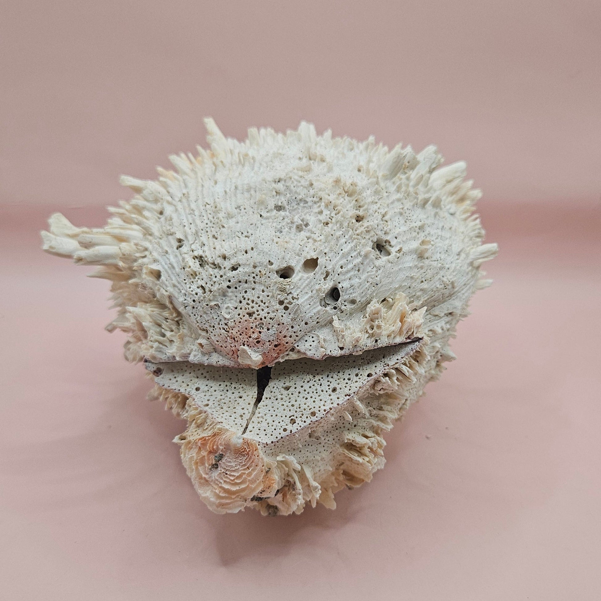 8" White Spondylus Shell with Natural Spikes – Coastal Textured Display Shell – Shells