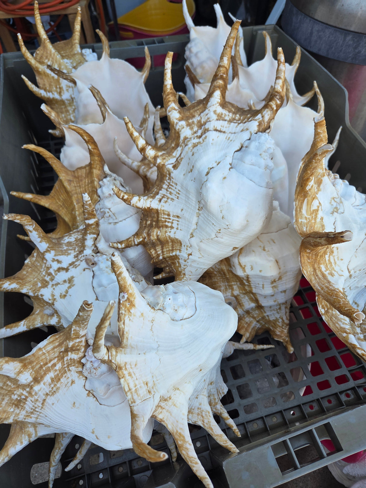 Large Giant Spider Conch Shell (Lambis truncata) with Periostracum