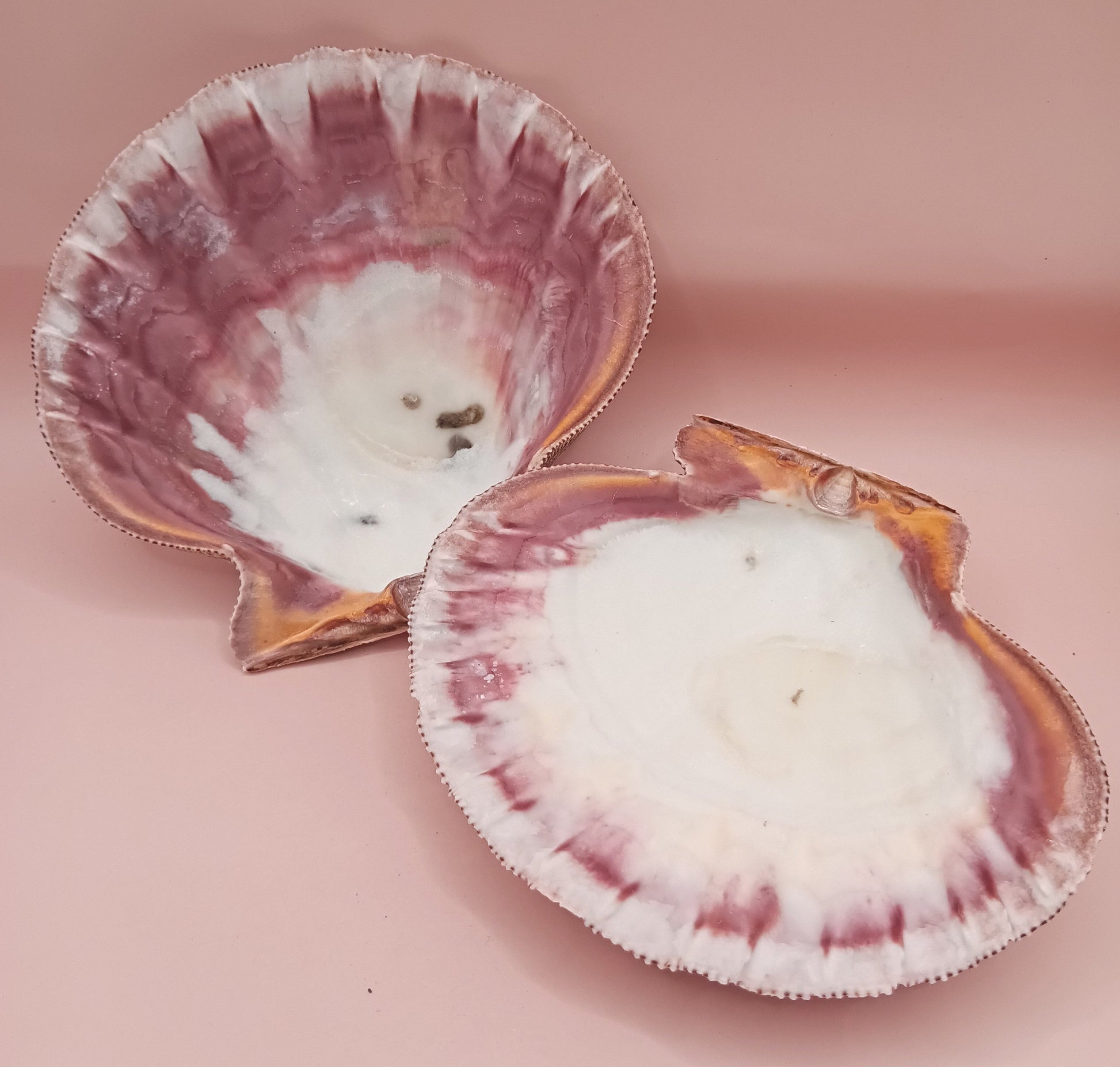 Natural Lion's Paw Seashell Pair – 5.5" x 5.0" – Coastal Display Accent – seashells
