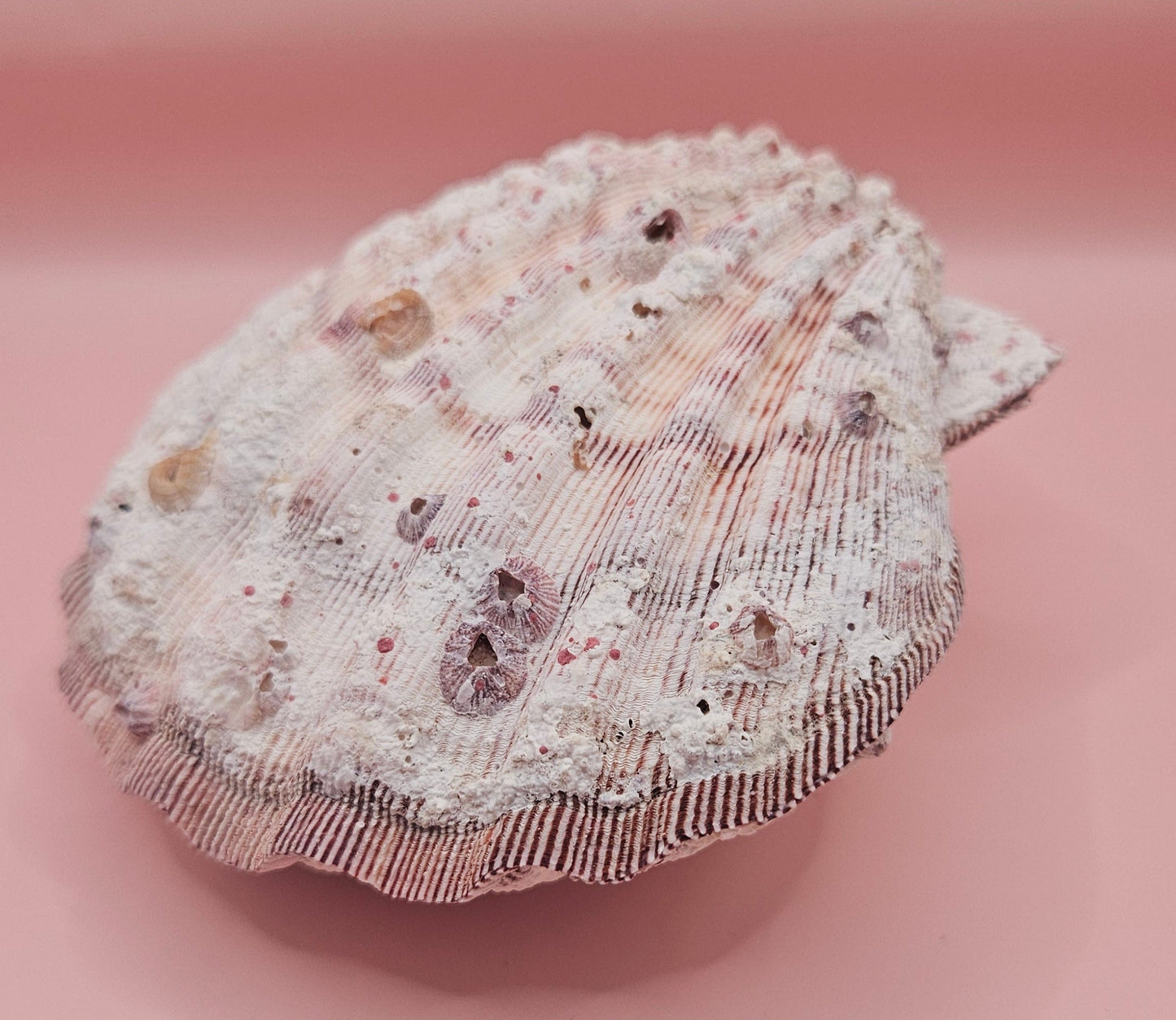 Lions Paw Shell 5.75" - Natural Seashell Decor – seashells