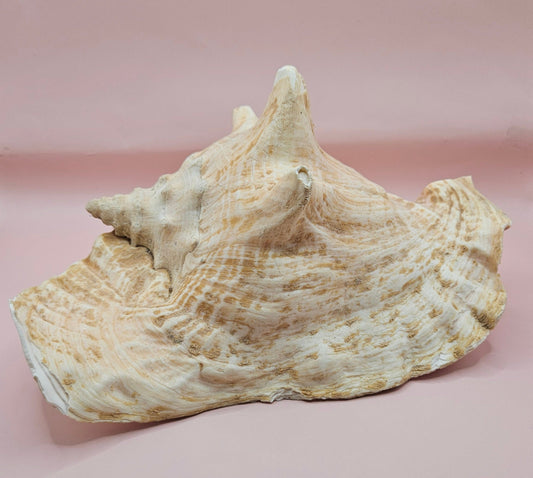 Large Atlantic Conch Shell 9.75" Natural Beach Display – Non-Pierced Coastal Decor – seashells