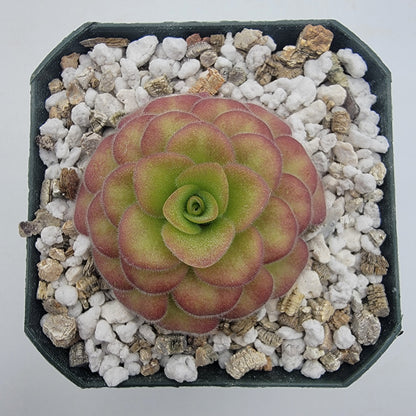 Butterwort 'El Lobo x Huahuapan' Red Clone - Live Plant – Live Plants