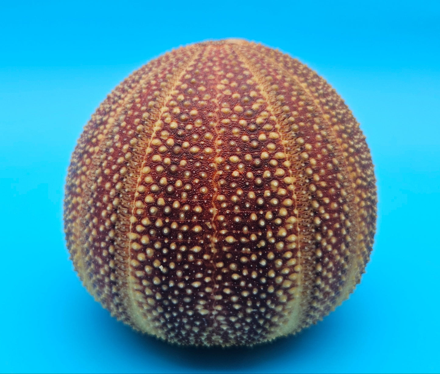 English Urchin Shell 4.8" Echinus esculentus Round Display with Bold Red Texture