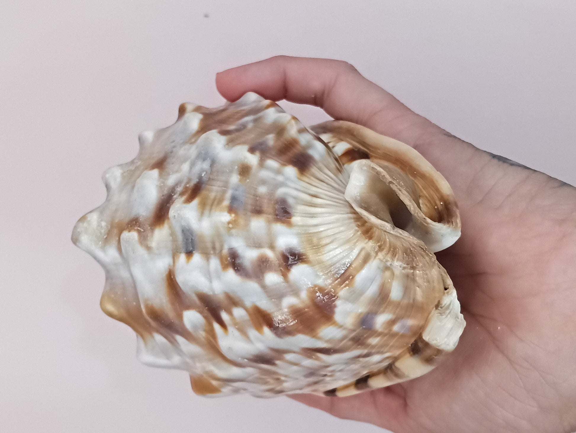 King Helmet Display Shell- Cassis flammea 4.8" – Shells