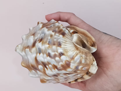 King Helmet Display Shell- Cassis flammea 4.8" – Shells