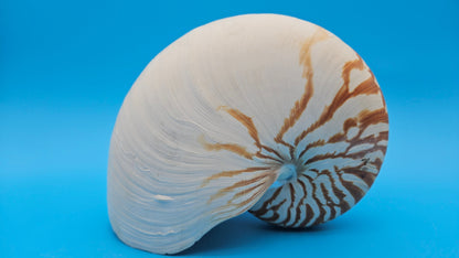 Tiger Nautilus Shell – Striking Natural Ocean Decor (8")