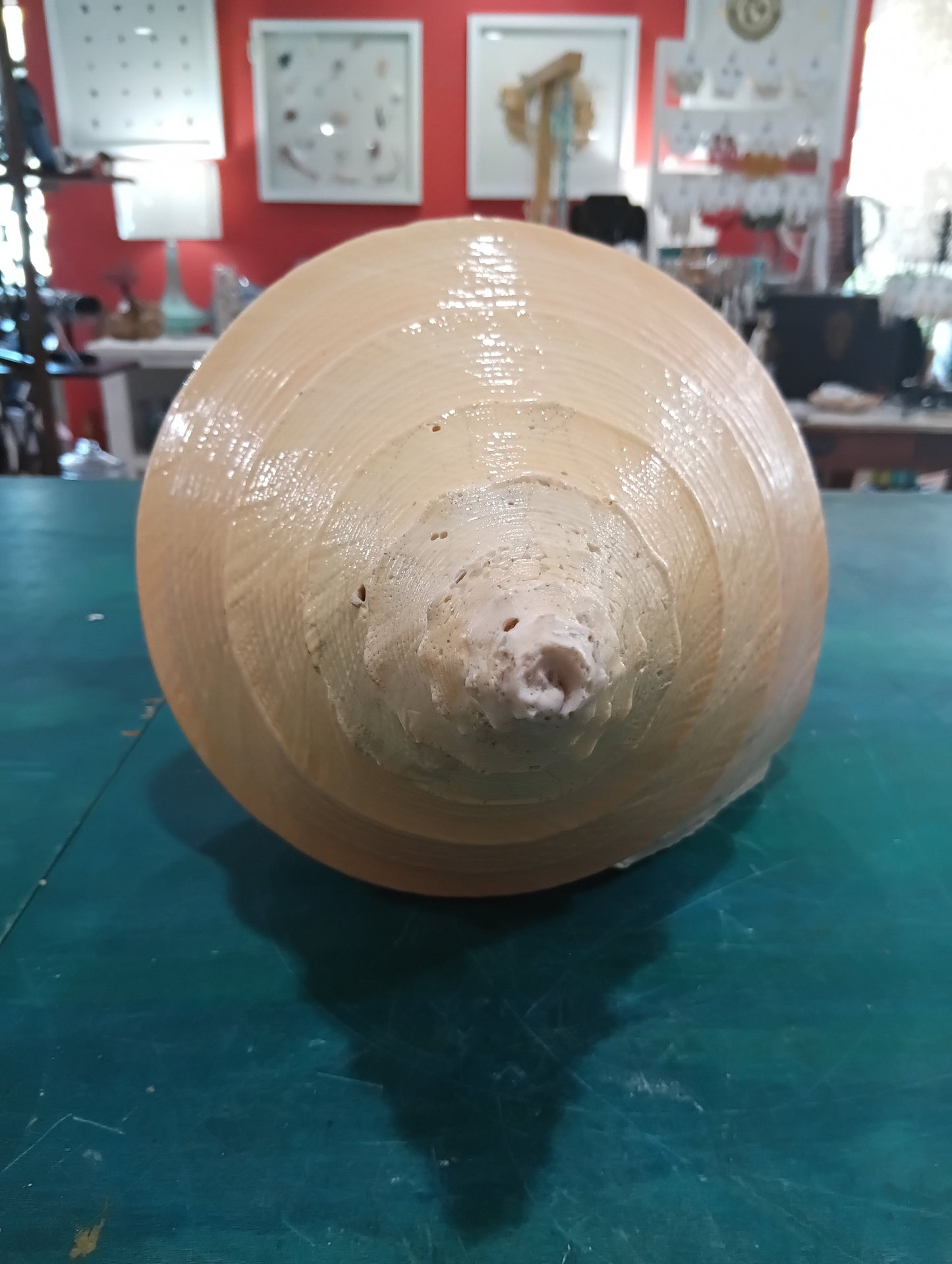 Australian Trumpet Shell 21" – Rare Syrinx aruanus Specimen – Shells