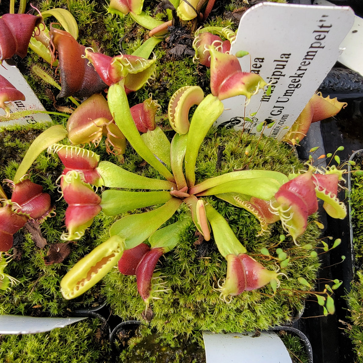 GJ Umgekrempelt Venus Flytrap – Live Carnivorous Plant – Venus flytrap