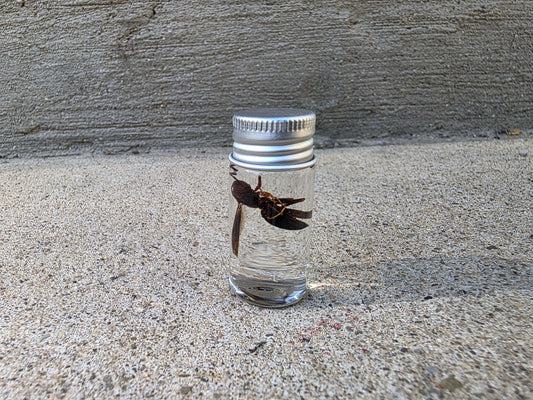 Bald Faced Hornet Wet Specimen Vial