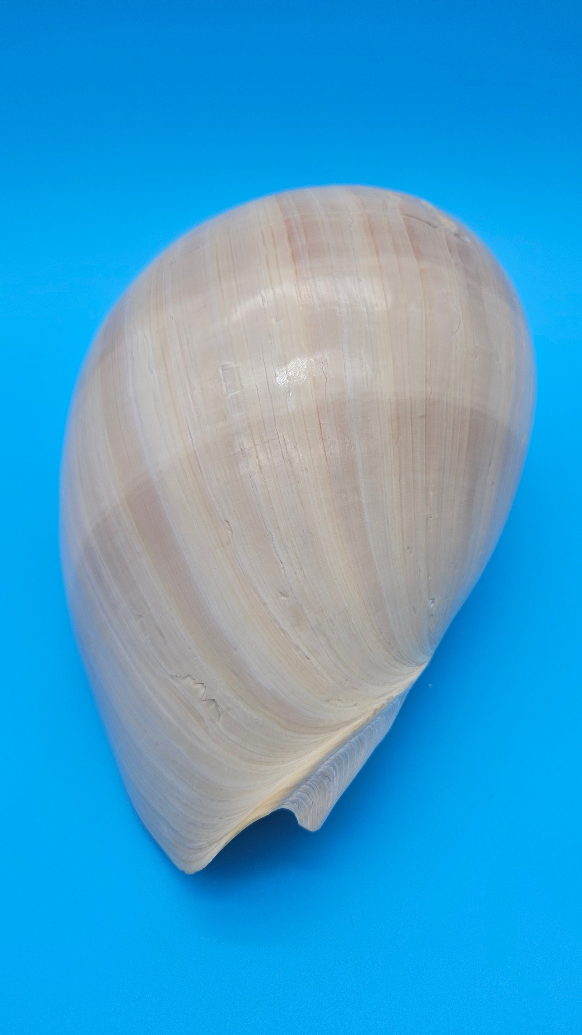 Polished Crown Melon Shell 8.75" Large Coastal Display with Smooth Gloss Finish – Shells in Large Shelf