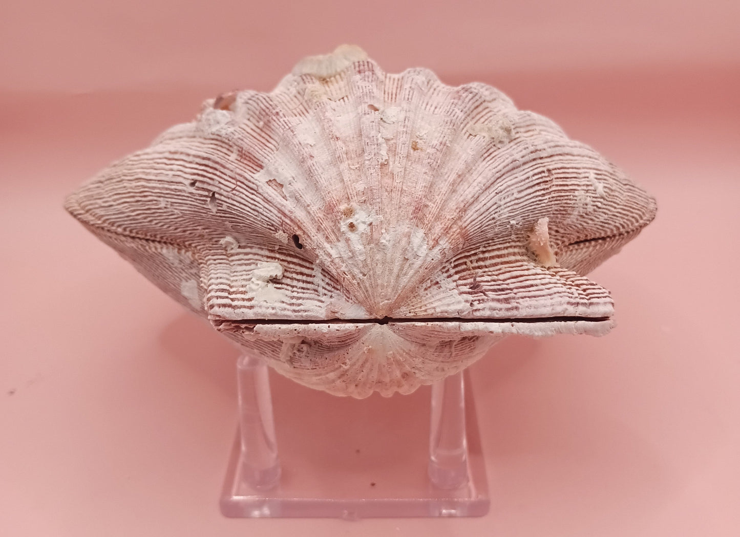 Natural Lion's Paw Seashell Pair – 5.5" x 5.0" – Coastal Display Accent – seashells