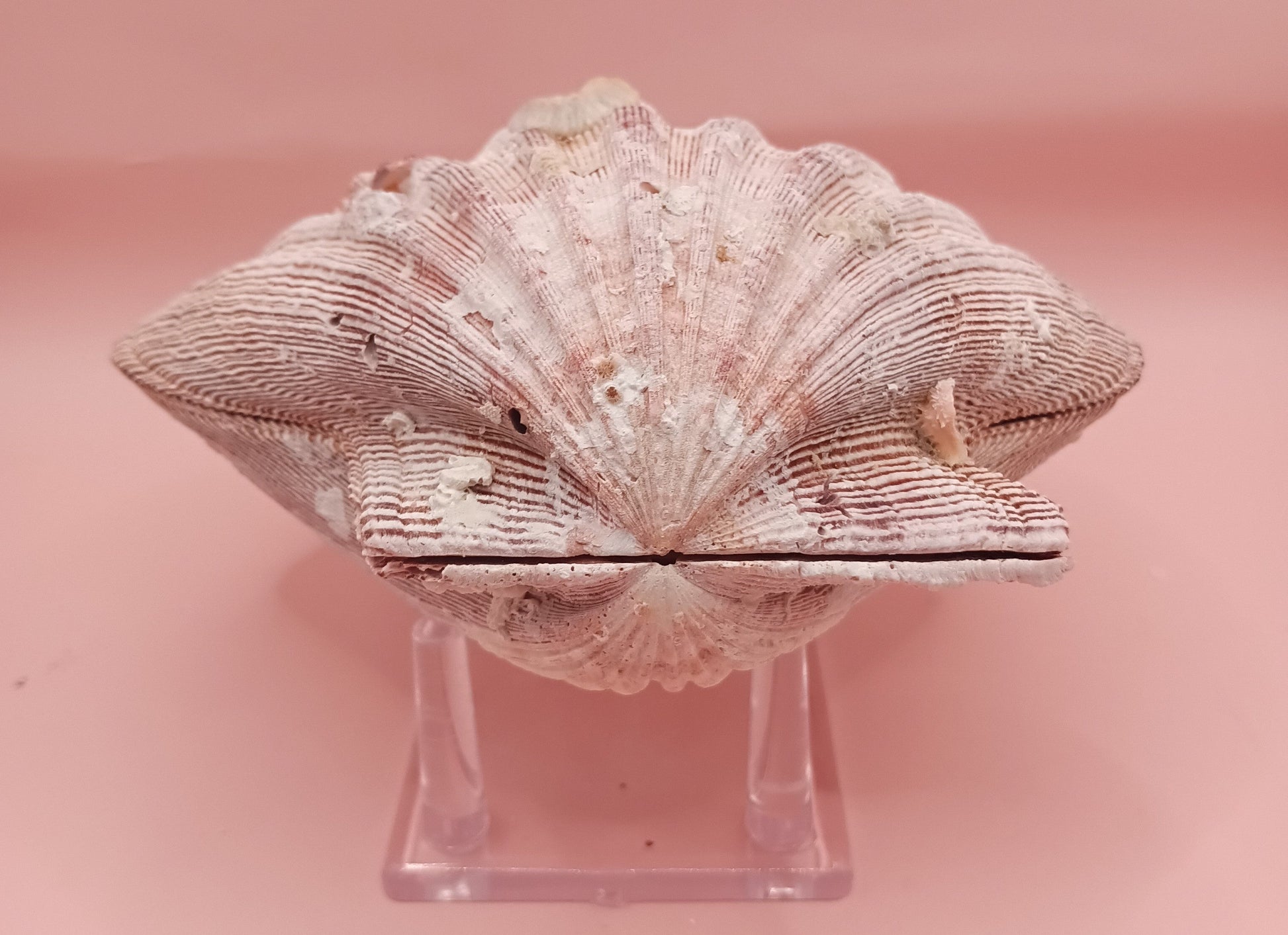Natural Lion's Paw Seashell Pair – 5.5" x 5.0" – Coastal Display Accent – seashells