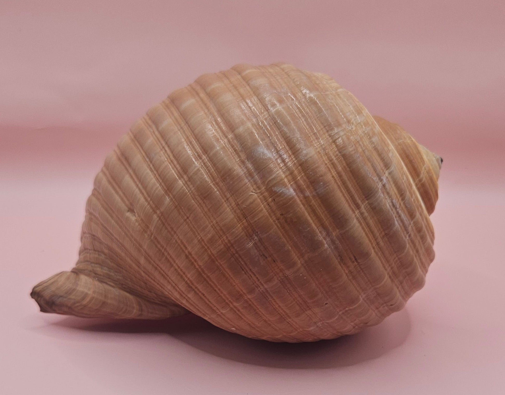 Natural Tonna Shell – 6.75" – Shellls