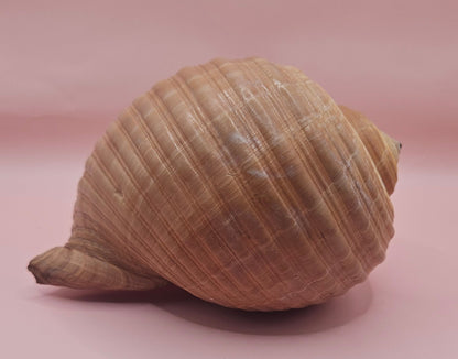 Natural Tonna Shell – 6.75" – Shellls