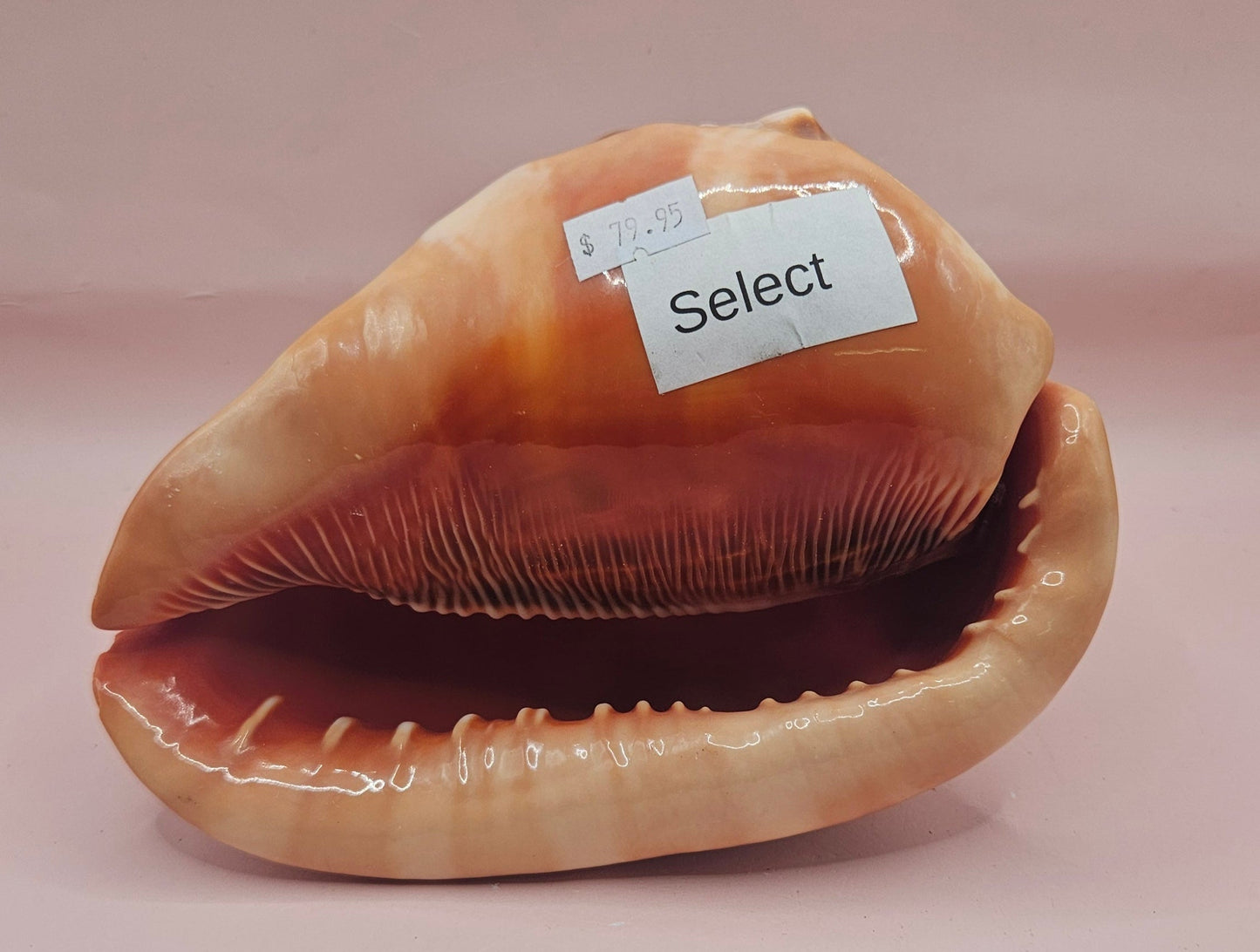 Select Bullmouth Cameo Helmet Shell 7x5x4 Display – Shells