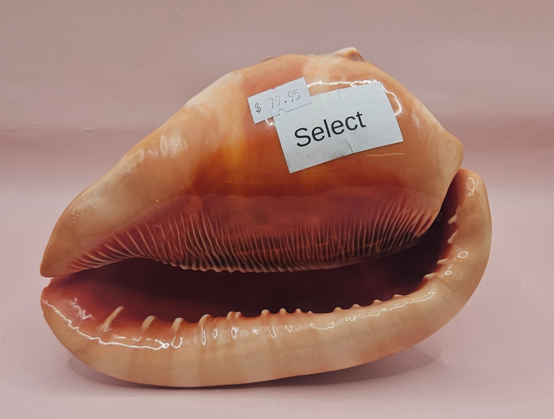 Select Bullmouth Cameo Helmet Shell 7x5x4 Display – Shells