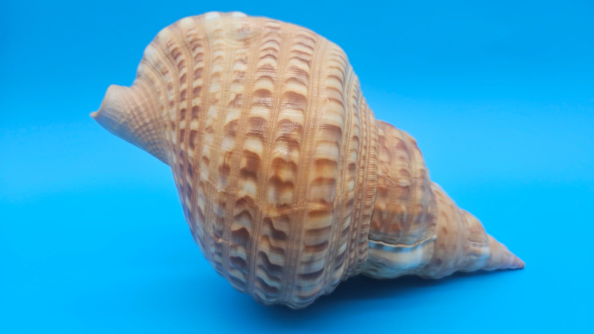 Blonde Golden Triton Shell – 9.75" Coastal Display Piece (CHARONIA VARIEGATA) – Shells