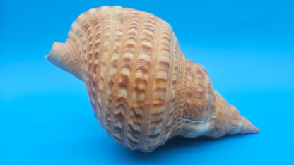 Blonde Golden Triton Shell – 9.75" Coastal Display Piece (CHARONIA VARIEGATA) – Shells