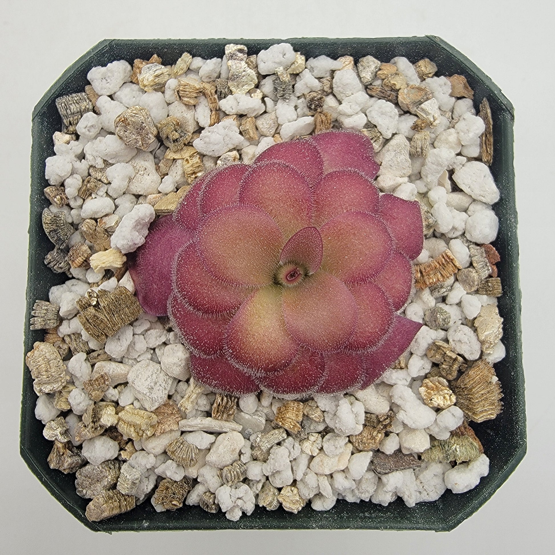 Butterwort 'El Lobo x Huahuapan' Red Clone - Live Plant – Live Plants