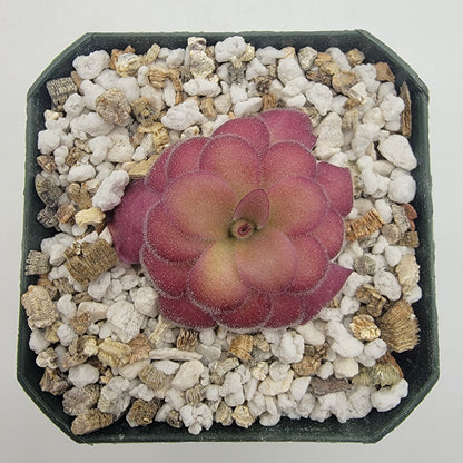 Butterwort 'El Lobo x Huahuapan' Red Clone - Live Plant – Live Plants