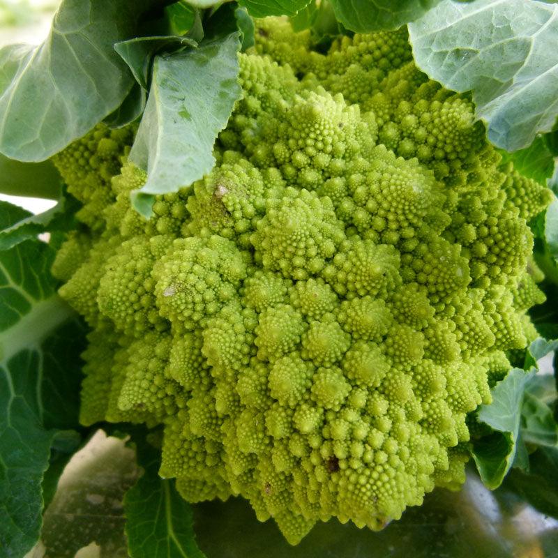 Broccoli Seeds, Romanesco (Organic) – Vegetable Seeds