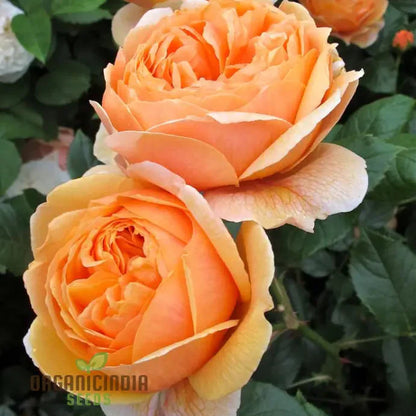 Gulab Rose (Lotus Orange) Flower Seeds for Planting, High Quality Seeds for Vibrant Blooms