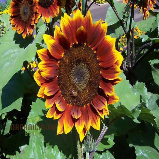 Ruby Passion Sunflower Seeds – Vibrant Red Blooms for Garden Planting