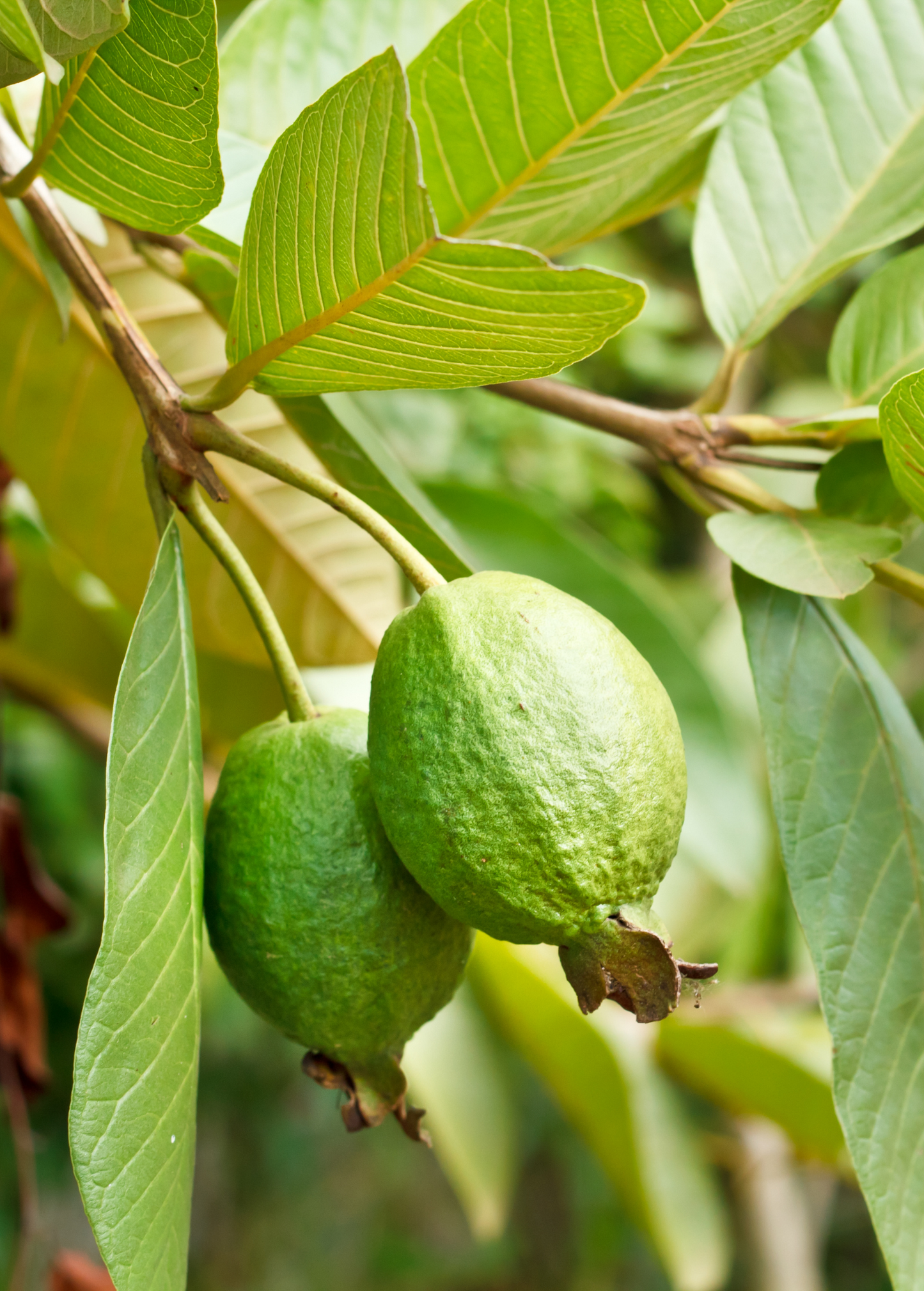 Guava 'Ruby Supreme' (Psidium guajava)