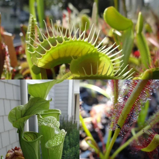 LIVE Carnivorous Plants Starter Pack - Sundew, Sarracenia, Flytrap - Drosera, Sarracenia, Dionaea Muscipula