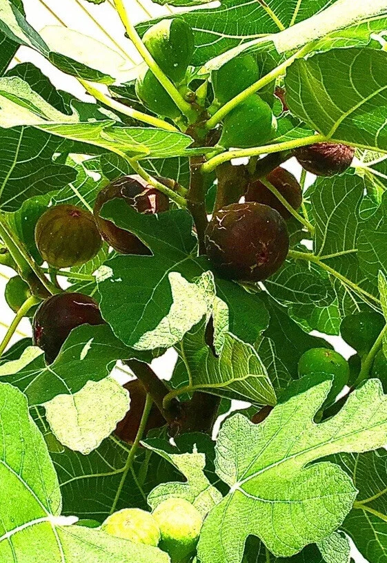 Hardy Chicago Fig Tree Cuttings – Set of 3 Unrooted Ficus carica for Propagation