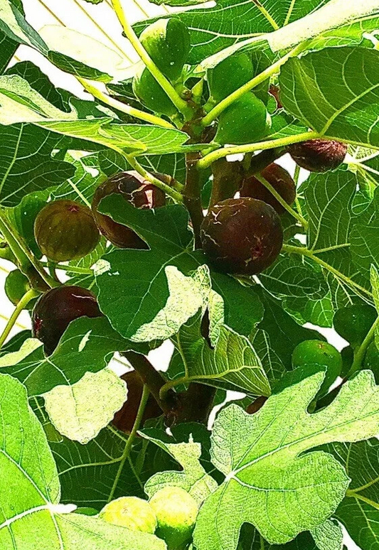Hardy Chicago Fig Tree Cuttings – Set of 3 Unrooted Ficus carica for Propagation – Plant Cutting