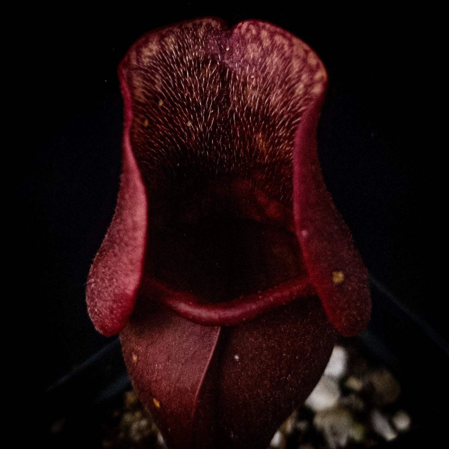 Sarracenia purpurea Venosa Red | Carnivorous Plant | Purple Pitcher Plant | Live Plant for Home Decor