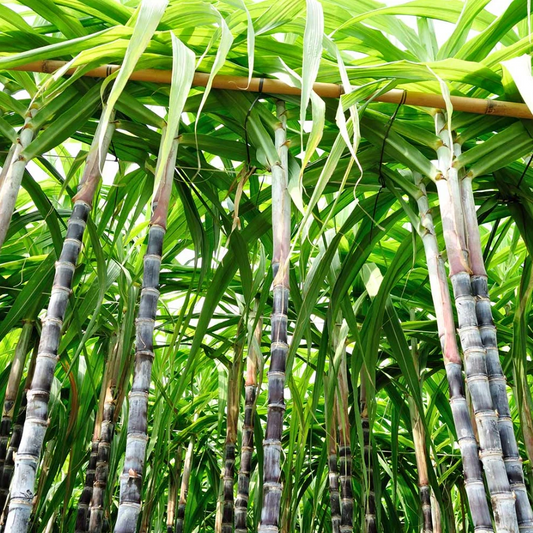 Purple Sugarcane Cuttings – 20 Fresh Stalks for Planting & Propagation – Plant Cutting