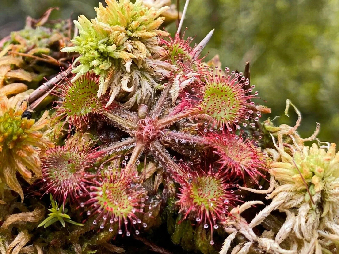 Live Drosera Rotundifolia - Round Leaved Sundew - Bare Root - 3 Adult Plants - Carnivorous Plant Collection