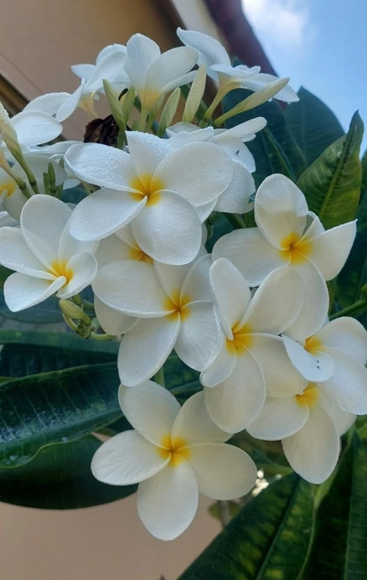 Hawaiian White Plumeria Rooted Top Cutting – Live Frangipani Plant (8 Inch) – Plant Cutting