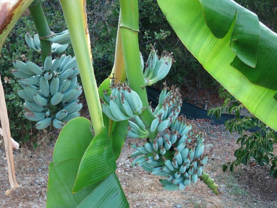 Ice Cream Blue Java Banana Tree – Live Rooted Starter Plant