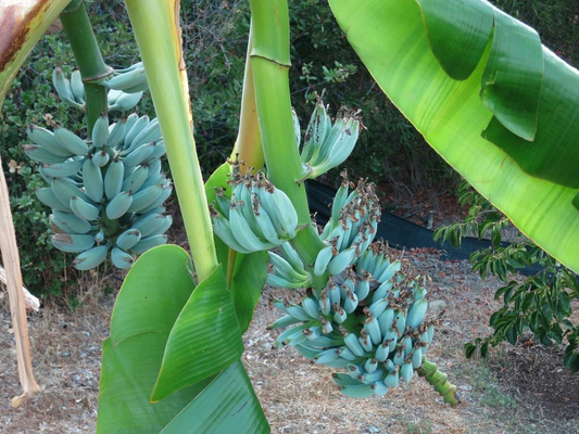 Ice Cream Blue Java Banana Tree – Live Rooted Starter Plant – Starter Plant
