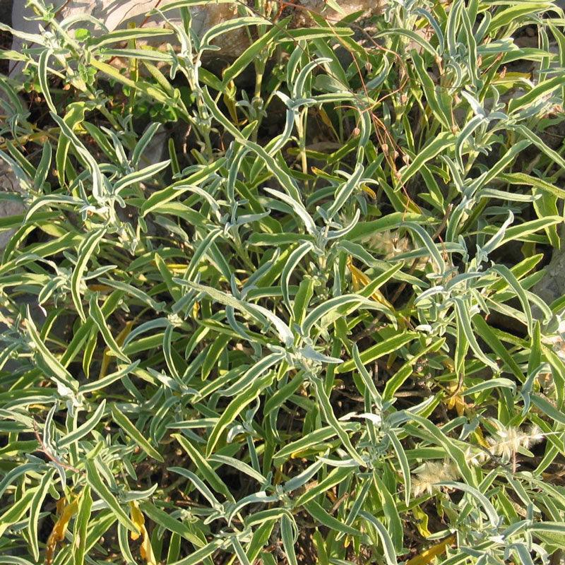 Sage Seeds (Organic) – Vegetable Seeds