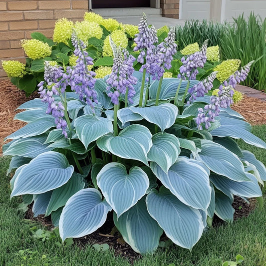 Rare Blue Hosta Seeds – Stunning Blue Green Shade Foliage for Gardens