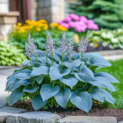 Rare Blue Hosta Seeds – Stunning Blue Green Shade Foliage for Gardens