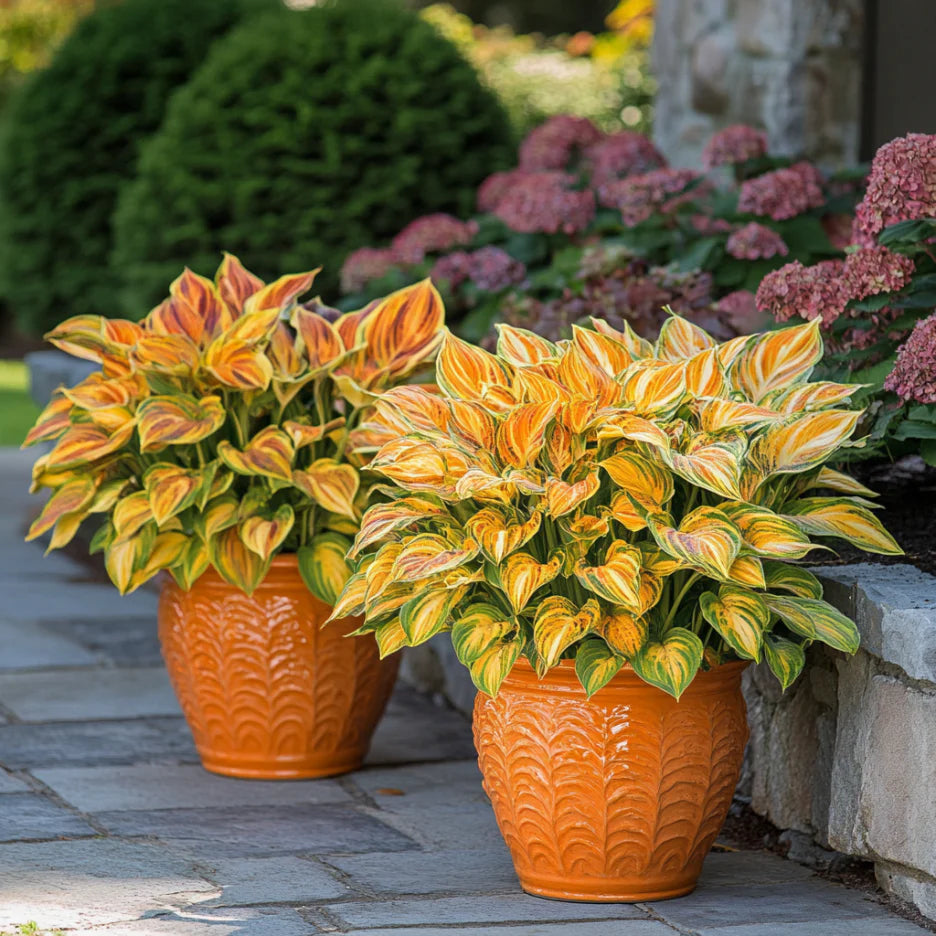 Rare Orange Hosta Plant Seeds Unique and Vibrant Shade Garden Perennial