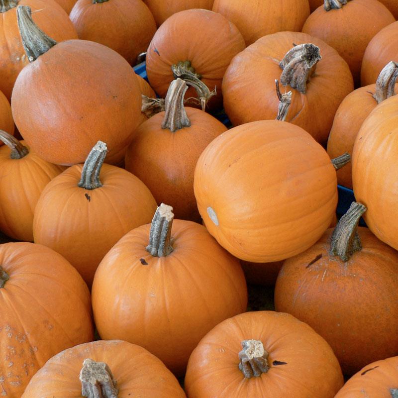 Pumpkin Seeds, Small Sugar (Organic) – Vegetable Seeds