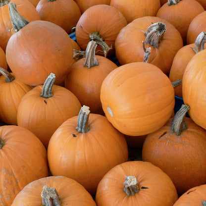 Pumpkin Seeds, Small Sugar (Organic) – Vegetable Seeds
