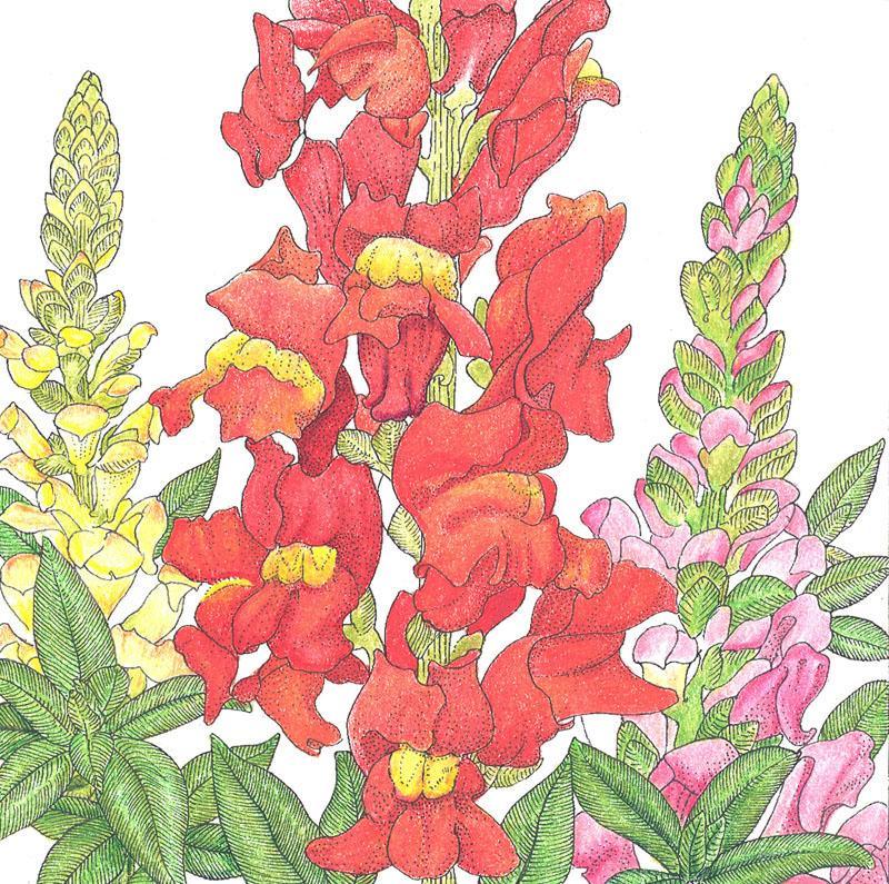 Snapdragon, Spurred (1/4 lb) – Flower Seeds