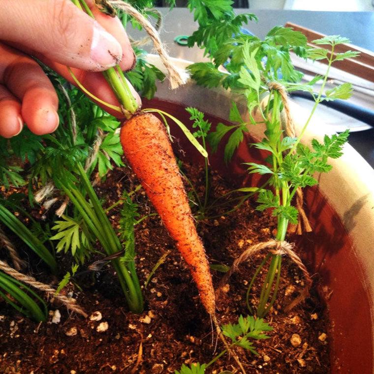 Carrot Seeds, Little Finger (Organic) – Vegetable Seeds