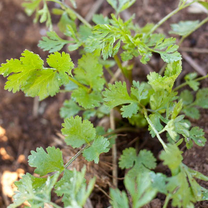 Cilantro Seeds (Organic) – Vegetable Seeds