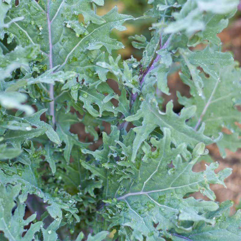 Kale Seeds, Red Russian (Organic) – Vegetable Seeds