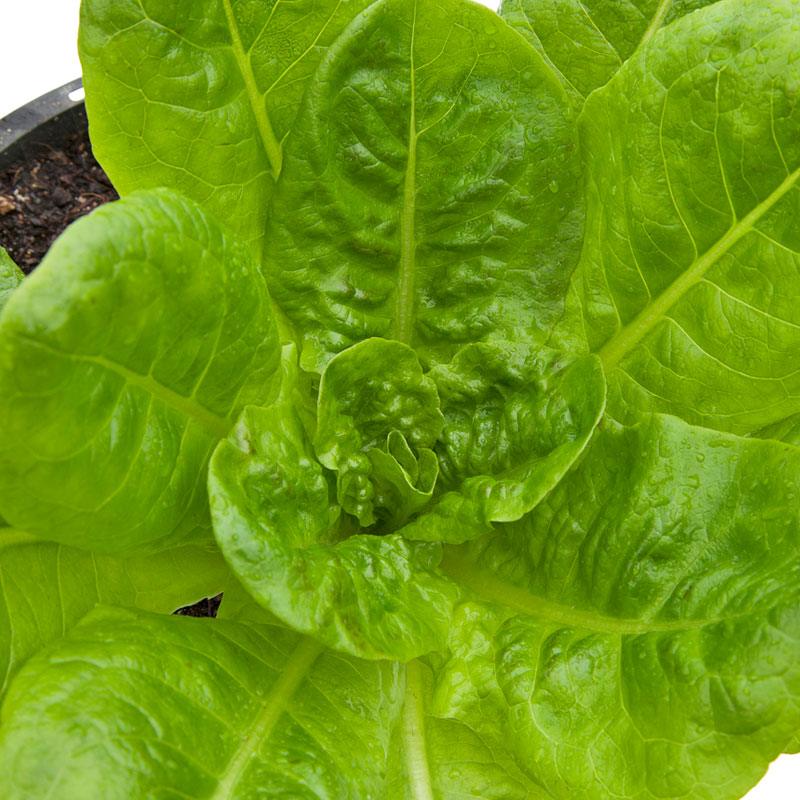 Lettuce Seeds, Buttercrunch (Organic) – Vegetable Seeds