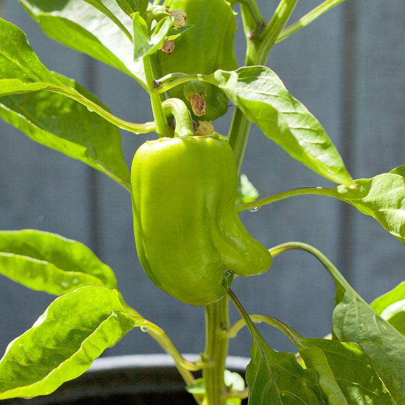 Cal Wonder Sweet Pepper Seeds (Organic) – Vegetable Seeds