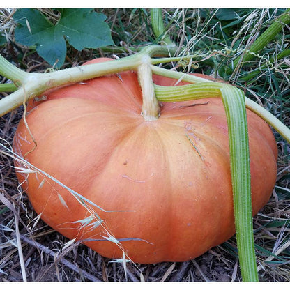 Pumpkin Seeds (Organic) Cinderella Pumpkins – Vegetable Seeds